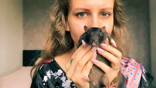 Можно ли содержать одну крысу?🐀