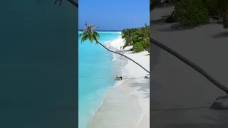 Maldives. Good morning.Мальдивы. Доброе утро.