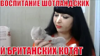 КОТЕНОК И ВОСПИТАНИЕ.КАКИЕ УСЛОВИЯ НЕОБХОДИМЫ ДЛЯ МЕСЯЧНОГО КОТЕНКА