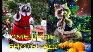 Cмешные ЕНОТЫ #12 / Приколы с ЕНОТАМИ 2021 / Funny Raccoons