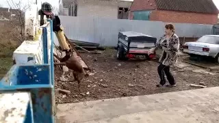 Доберманы. Жестокая охрана двора. Защита хозяина/Dobermans. Fierce protection of the court.