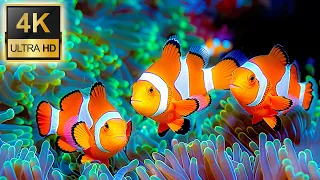 4k Underwater Wonders Tropical Fish Coral Reefs With Relaxing Music For Stress Relief And Anxiety