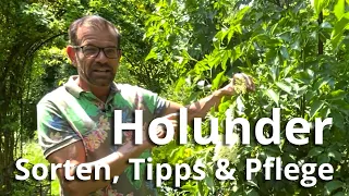 Holunder - der Strauch mit vielen Gesichtern! Sorten, Tipps und Pflege!