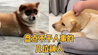 盘点不干人事的几位神人，狗子：瞧瞧这是人干的事？