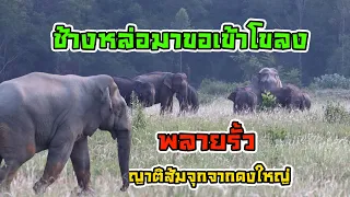 เพราะทุกอย่างที่เราได้เห็นมันมีเรื่องราวเสมอครับ  พลายรั่วจากดงใหญ่ บ้านยัยส้มจุกมาขอร่วมโขลง3โขลง