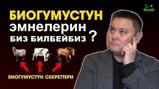 Биогумустун сырлары тууралу жакшы маек. Каяктан алыш керек жана канча сомдон алса болот.