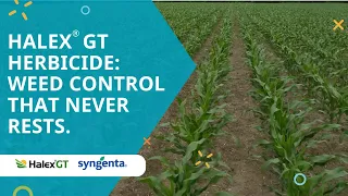 Halex® GT herbicide: Weed control that never rests.
