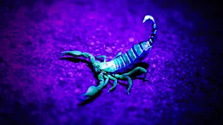 The Glowing Mystery: Why Do Scorpions Fluoresce Under UV Light?