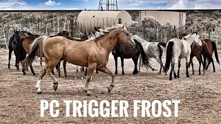 Sending our Sun Frost stallion, Trigger, out with his mares.