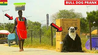 😂😂😂Angry Bull Dog Prank. WHAT A SCATTER!