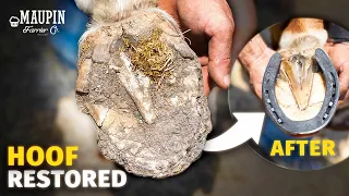 4K FARRIER ASMR | Satisfying Full Hoof Restoration