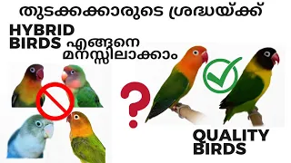 How to identify hybrid and Quality African love birds #birds #aviarymalayalam #parrots # #pets