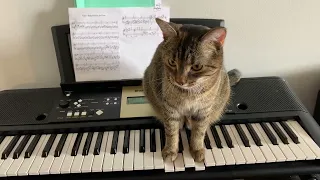 The cat plays the piano to be smoothed over