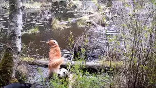 Runaway with GoPro Fetch on our hike April 30