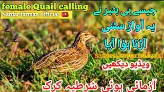 Amazing Female quail ||sound madi batair ki kirk |maadi batair ki awaz | sardarfarmanofficial