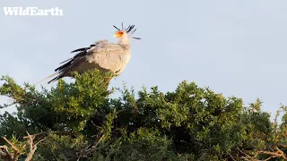 SafariLIVE Sunrise -  Repeat - 22 April 2024