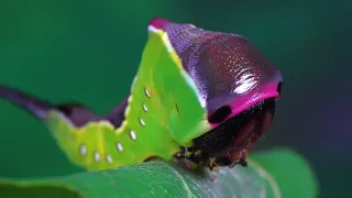 Watch This Caterpillar Turn Into A Puss Moth "Cerura Vinula" |the full development of this moth!