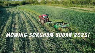 Mowing Sorghum Sudan for hay - 2023!