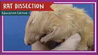 Rat Dissection || When the Cat's Away [EDU]