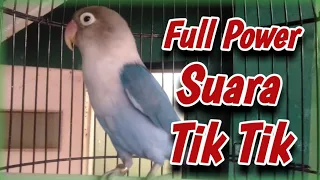 full power suara tik tik keyok Lovebird betina memanggil jantan tanpa ngekek