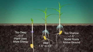 Corn Planting Depth #989 (Air Date 3-19-17)