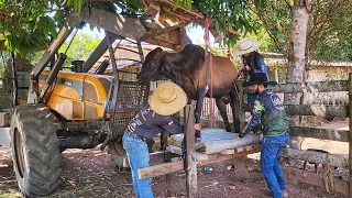 SERÁ QUE É  O FIM PARA A VACA NEGUINHA? Estamos na luta, fizemos uma latada pra ela.