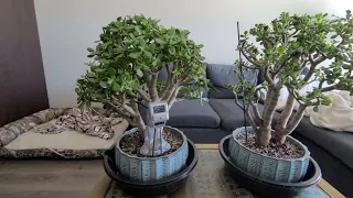 Large Old Jade Plant Growing Tips and Update