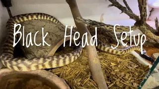 Black-Headed Python Setup!