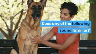 How To Train Your Dog - How To Train Your Dog To Listen No Matter What!
