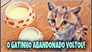 O GATINHO ABANDONADO VOLTOU! PETER TOYS