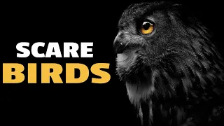 Owl Sounds To Scare Birds | HQ