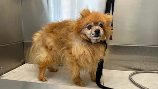 Ultimate Pomeranian (14 Years Old) Makeover: A Complete Grooming Transformation II Full Video