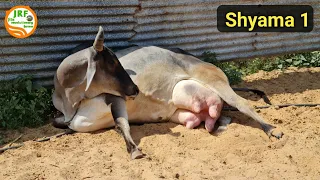 👍Shyama 1👍Best Breeding Cow of #Haryana #Breed.👍#Yaduvanshi #Gaushala👍(10 march 2022).