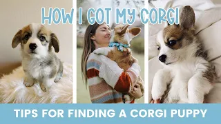 The Story of How I Got My Corgi Plus Tips on Finding a Corgi Puppy