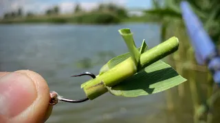 Ловлю БЕЛОГО АМУРА🐟 на КАМЫШ🌾🌾🌾