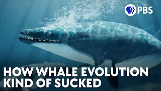 How Whale Evolution Kind Of Sucked