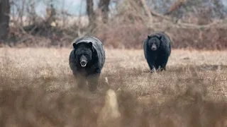 Fall North Carolina Black Bear