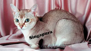 SMALLEST CAT BREEDS: Singapura cat What We Know So Far. They Are So Cute!