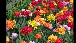 RoozenGaarde Tulips, Skagit Valley April 24, 2019