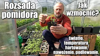 Rozsada pomidora. Jak wzmocnić? Światło, temperatura, nawożenie, podlewanie, hartowanie.