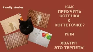 Отучаем кошку ДРАТЬ ОБОИ / Воспитание кошки / Если КОШКА ЦАРАПАЕТ мебель