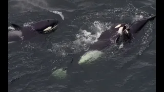 Transient Orca feeding on a Sea Lion in Alaska!