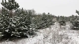 Охота на ВОЛКА по снегу. Выгнали 5 волков. Добыли 3 лисы. Такого еще не было! Wolf hunting 2021