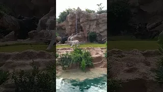 Tigre blanco espectacular Loro Parque Tenerife