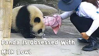 Panda Is Obsessed With Milk Bowl | iPanda