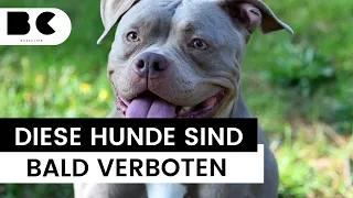 Diese Hunderasse soll nun verboten werden