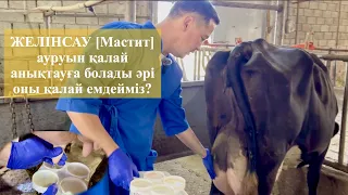 Сиырдың ЖЕЛІНСАУ [Мастит] ауруын қалай анықтауға болады әрі оны қалай емдеуге болады?