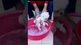 First Cute Pomeranian Puppy Bath | Funny Dogs Puppies | Min Puppy #6 #pomeranian #puppy #dog #cute