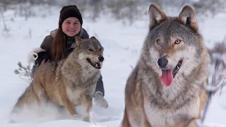 Girl and wolves | Film Studio Aves