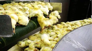 Amazing Modern Chicken Farming Technology, Incredible Chicken Processing Technology In The Factory